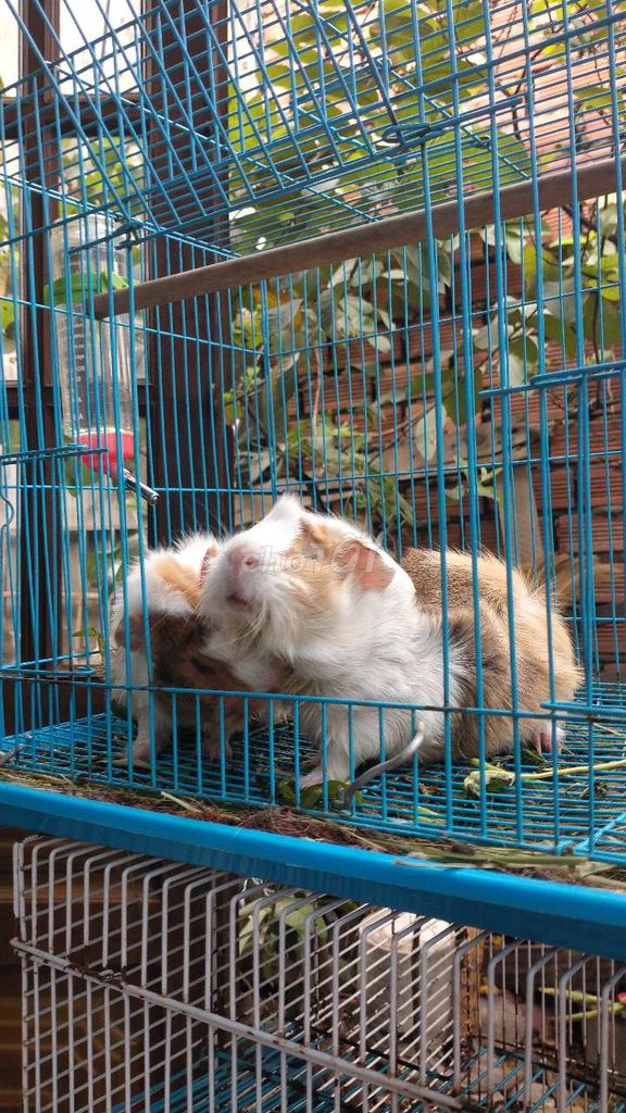 BỌ Ú aby XINH 🍀. Mua bán Thú cưng khác tại Thành phố Thủ Đức Tp Hồ Chí Minh được đăng bởi PET NHÀ VƯỜN hình 2