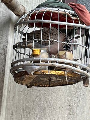 chia lại a/e mồi đất, cây tặng giò lụp sào,. lồng. Mua bán Chim tại Huyện Châu Thành Tây Ninh được đăng bởi thanh