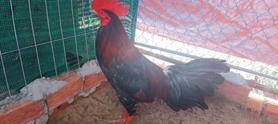Gà 10 tháng hơn.. hiện gần 2kg8 trạng gằn 3kg. Mua bán Gà tại Thành phố Hà Tiên Kiên Giang được đăng bởi sâm sâm 