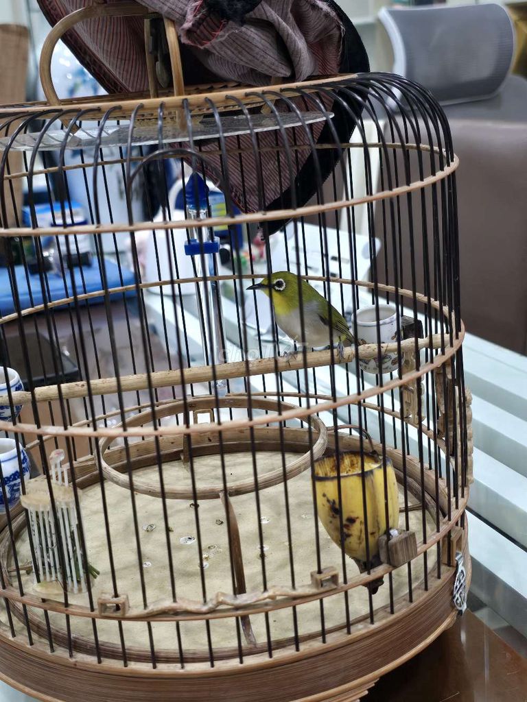 Chim Khoen 2 mùa. Mua bán Chim tại Quận 11 Tp Hồ Chí Minh được đăng bởi Tuấn hình 1