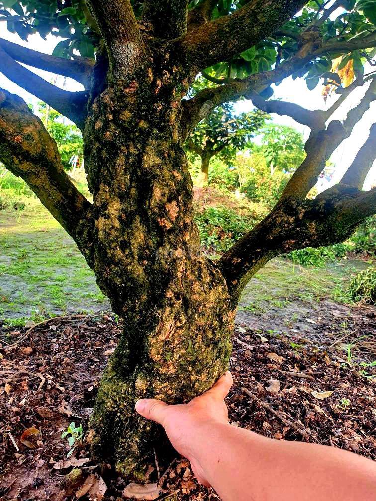 MAI VÀNG, MAI XÙ TỰ NHIÊN DÁNG SIÊU ĐẸP