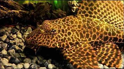 cá lau kiếng Da Beo size 12cm  đến 26 27 cm