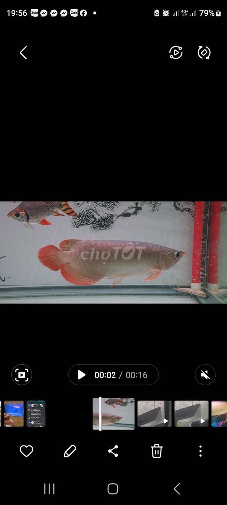 Cá huyết long 30cm ánh kim. Mua bán Thú cưng khác tại Quận Bình Tân Tp Hồ Chí Minh được đăng bởi Anh tuân  hình 1
