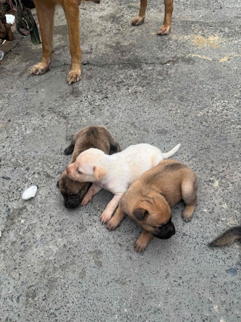 Chó con nhiều màu cả hai. Mua bán Chó tại Huyện Hóc Môn Tp Hồ Chí Minh được đăng bởi Tên chưa cung cấp hình 1