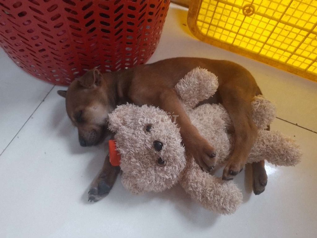 chó cỏ Việt nam lanh lợi, , giữ nhà, làm thú cưng. Mua bán Chó tại Quận Tân Bình Tp Hồ Chí Minh được đăng bởi Lê Thiên Ân hình 1