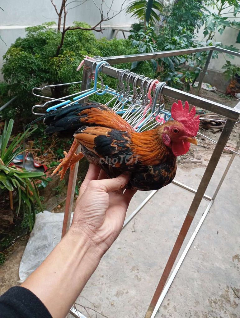 Cần bay 5 gà tre trống trưởng thành. Mua bán Gà tại Huyện Quế Võ Bắc Ninh được đăng bởi Trương bảo long hình 3