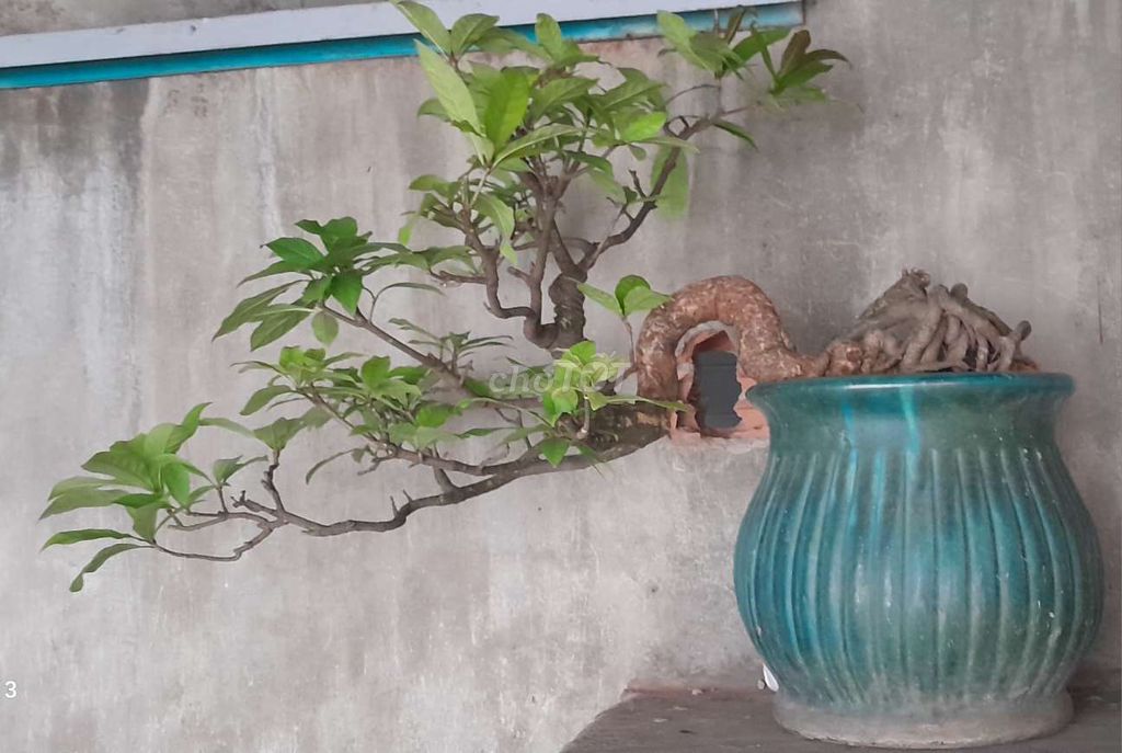 Cây Lộc Vừng Bonsai