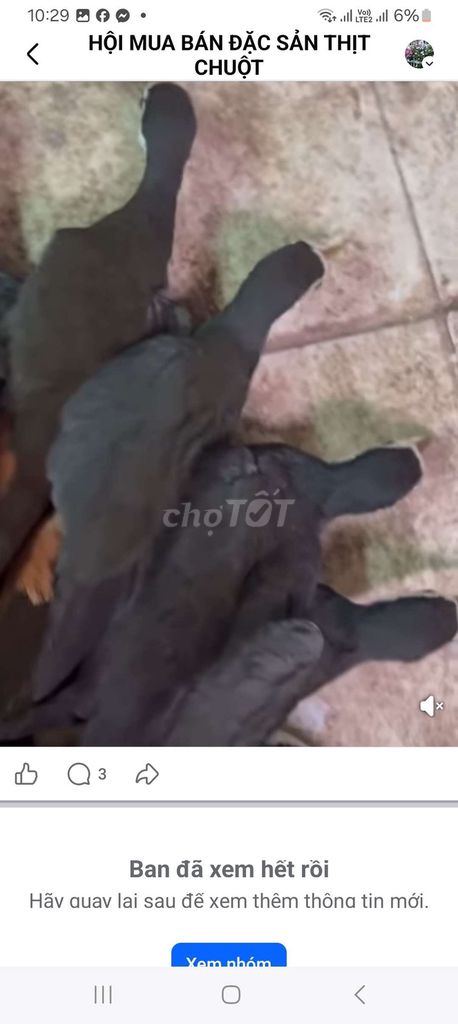 Chim Quốc Đen. Mua bán Chim tại Quận Long Biên Hà Nội được đăng bởi tổng kho gia dụng  hình 1