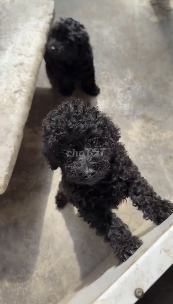 Chó Poodle cái đã tiêm ngừa. Mua bán Chó tại Huyện Đức Linh Bình Thuận được đăng bởi tài lộc hình 1