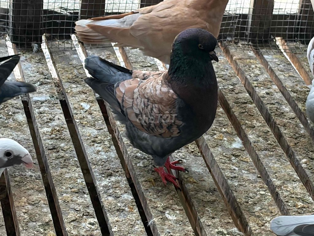 Chim bồ câu tơ Nâu đen. Mua bán Chim tại Huyện Bình Đại Bến Tre được đăng bởi long chau hình 1