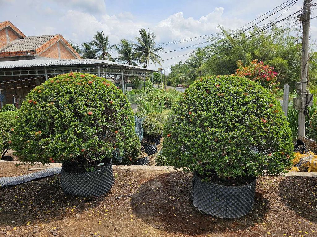 Trang đỏ xưa đang chớm hoa. Mua bán Cây cảnh, đồ trang trí tại Huyện Châu Thành Tiền Giang được đăng bởi Vườn mẫu đơn Lê Tấn hình 1