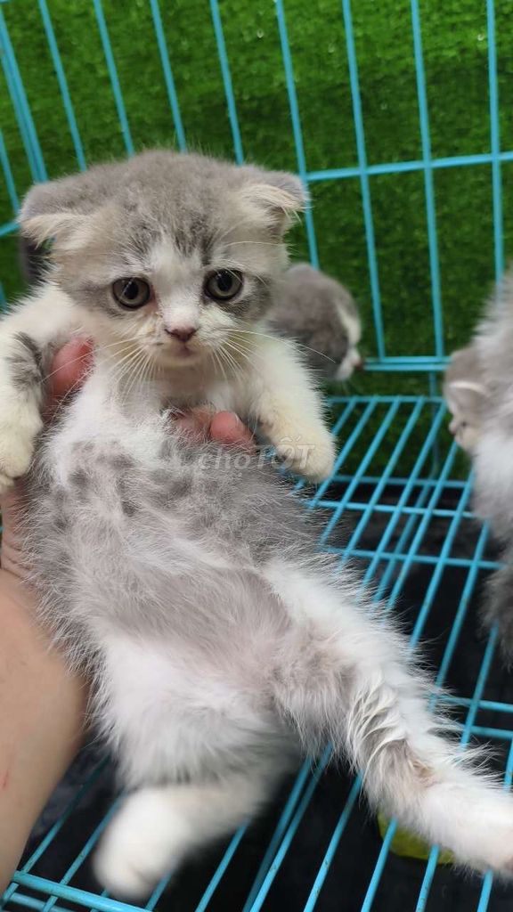 Mèo Munchklin. Mua bán Mèo tại Quận 5 Tp Hồ Chí Minh được đăng bởi Penta Store hình 3