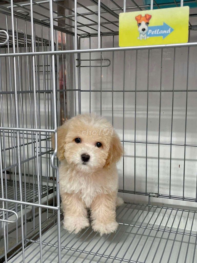 Chó poodle 3 tháng tuổi màu kem đã tiêm 2 mũi