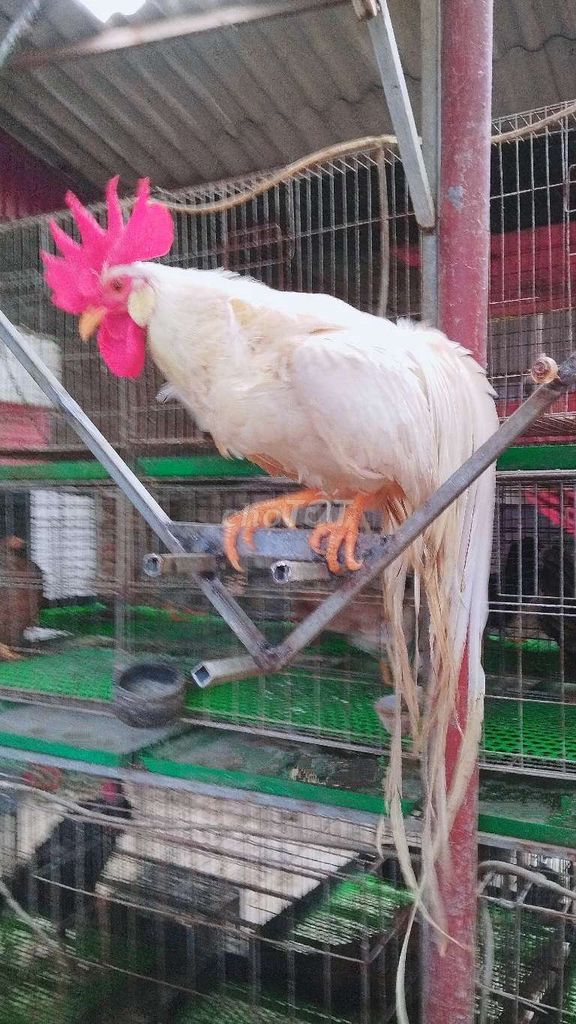 Đôi gà đuôi dài mái Onagadori. Mua bán Gà tại Huyện Đông Anh Hà Nội được đăng bởi Trại Gà Tre Gà Chọi Hà Nội hình 1