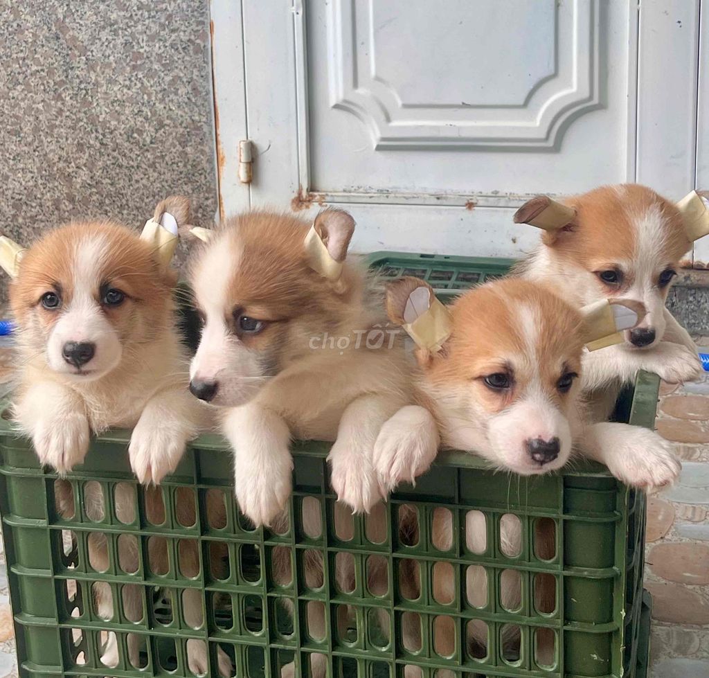 chó corgi nhà nuôi đã tiêm ngừa