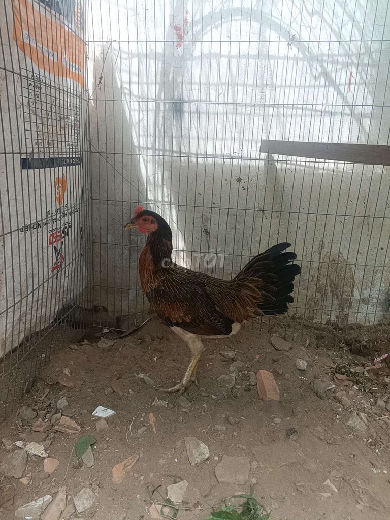 Gà mái đều 1k9 tơ chưa đẻ so. Mua bán Gà tại Thành phố Long Xuyên An Giang được đăng bởi Tiến châu đốc hình 1