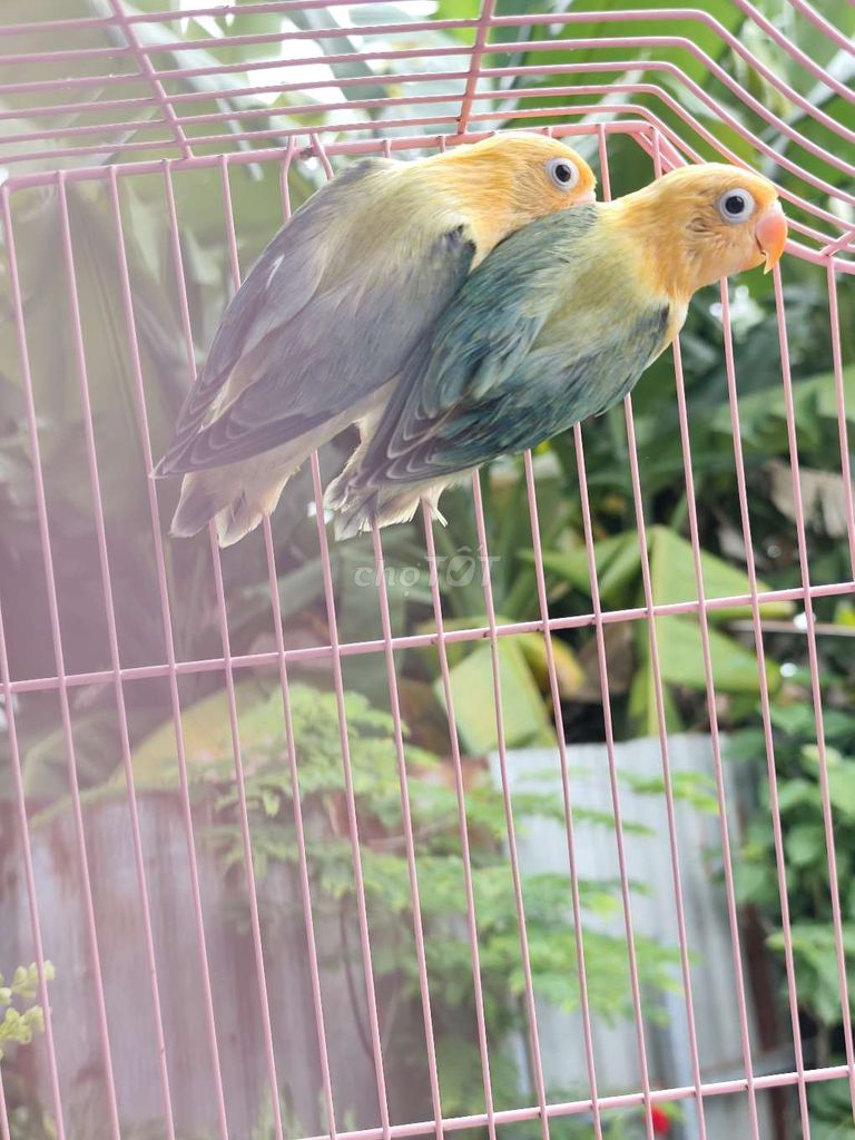 Cặp lovebirds euwing đầu vàng. Mua bán Chim tại Huyện Hóc Môn Tp Hồ Chí Minh được đăng bởi Hiển Lê hình 1