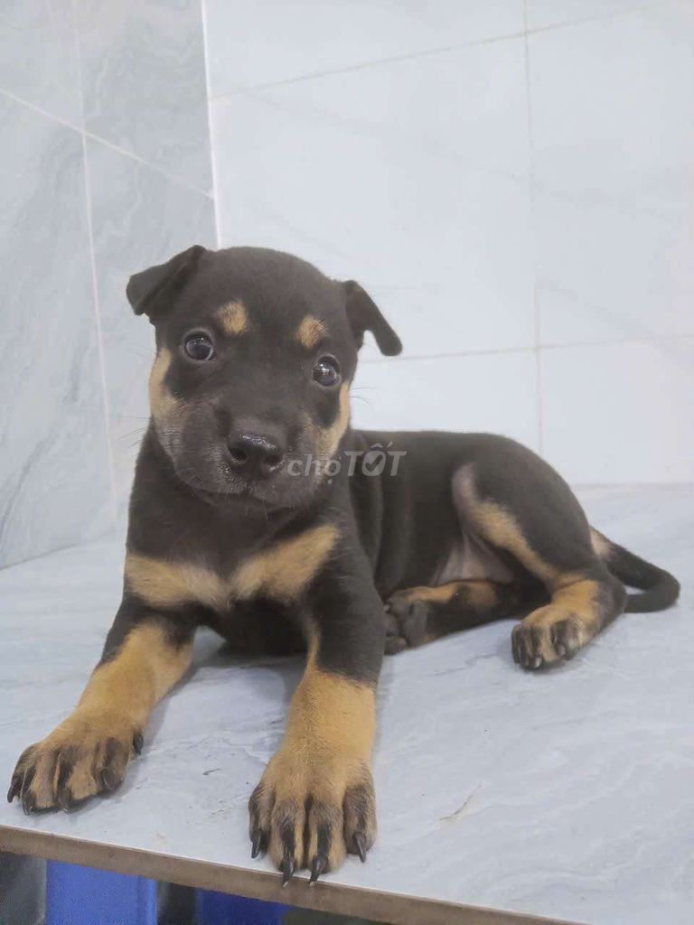 Chó Rottweiler F1 giống to khôn đã biết sủa . Mua bán Chó tại Quận 6 Tp Hồ Chí Minh được đăng bởi Tăng Chí Lương  hình 1