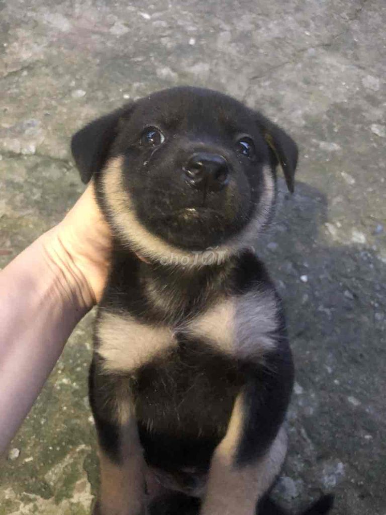 cần rã đàn cún gần 2 tháng tuổi. Mua bán Chó tại Huyện Bàu Bàng Bình Dương được đăng bởi Trà My Nguyễn hình 3