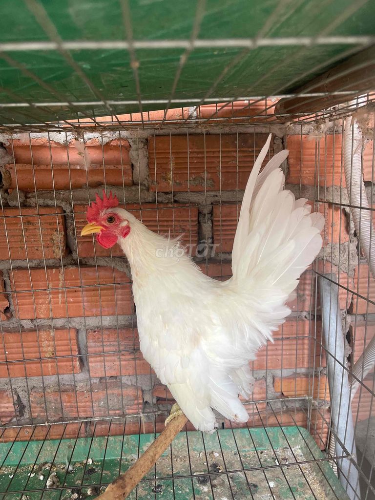 Gà Serama trống cần bán nhiều màu. Mua bán Gà tại Quận 8 Tp Hồ Chí Minh được đăng bởi Nghia Trinh hình 2