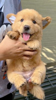 chó golden x nhật 2 tháng