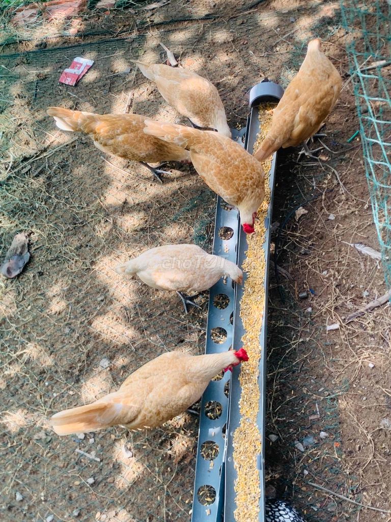 Gà vảy cá Vàng Đồng Tháp. Mua bán Gà tại Huyện Hồng Ngự Đồng Tháp được đăng bởi nguyễn văn nghĩa hình 1