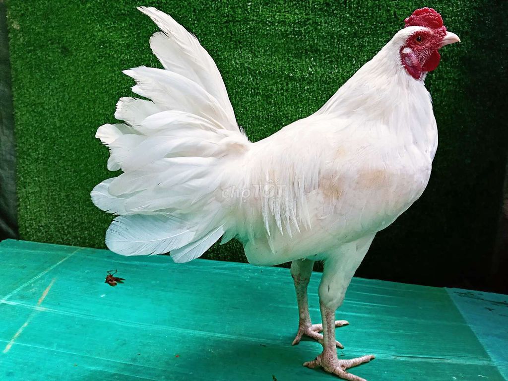 Gà cảnh trống màu Trắng 1 kg 3. Mua bán Gà tại Quận Gò Vấp Tp Hồ Chí Minh được đăng bởi nam gà tre  hình 1