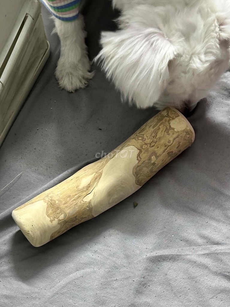 Đồ chơi cho chó gỗ size XL. Mua bán Phụ kiện, Thức ăn, Dịch vụ tại Quận Cầu Giấy Hà Nội được đăng bởi Nguyễn Mỹ Anh  hình 1