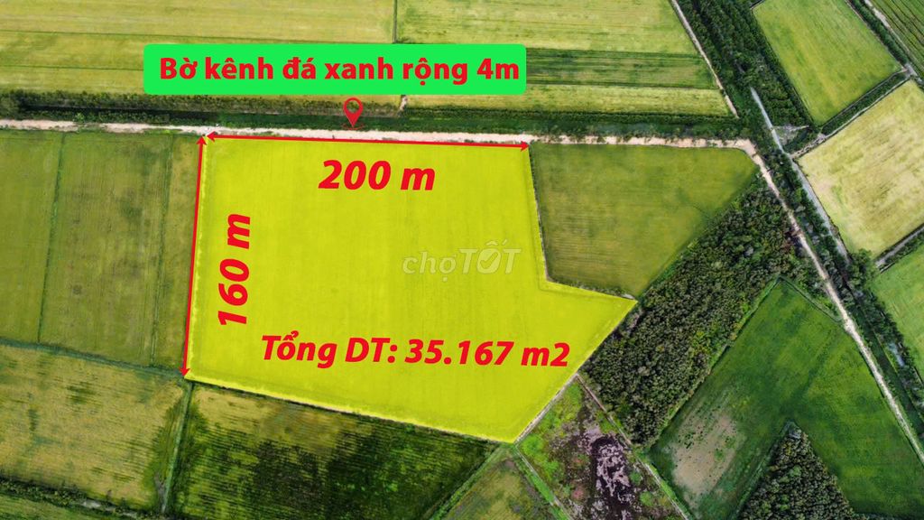 Cần Bán Lô Đất Lúa Mặt Tiền Đường Tại Xã Mỹ Thạnh Đông, Đức Huệ, L.An