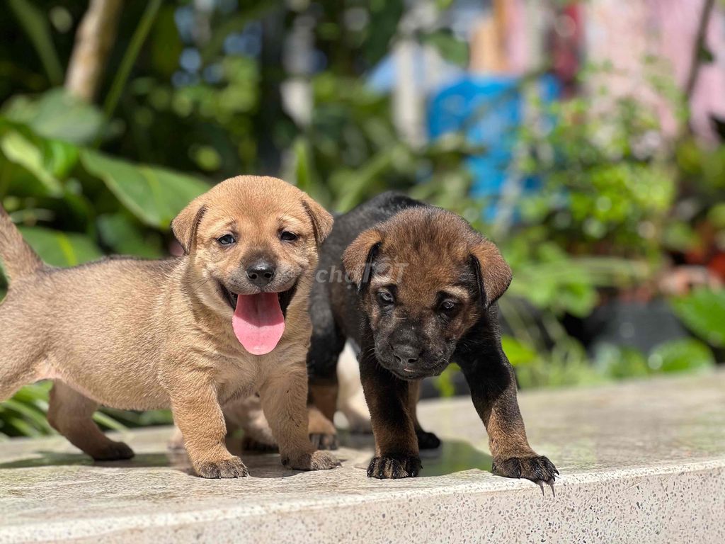 Golden Retriever lai F1