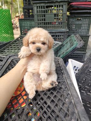 Poodle tini vàng mơ tìm nhà mới. Mua bán Chó tại Huyện Giồng Trôm Bến Tre được đăng bởi Thi