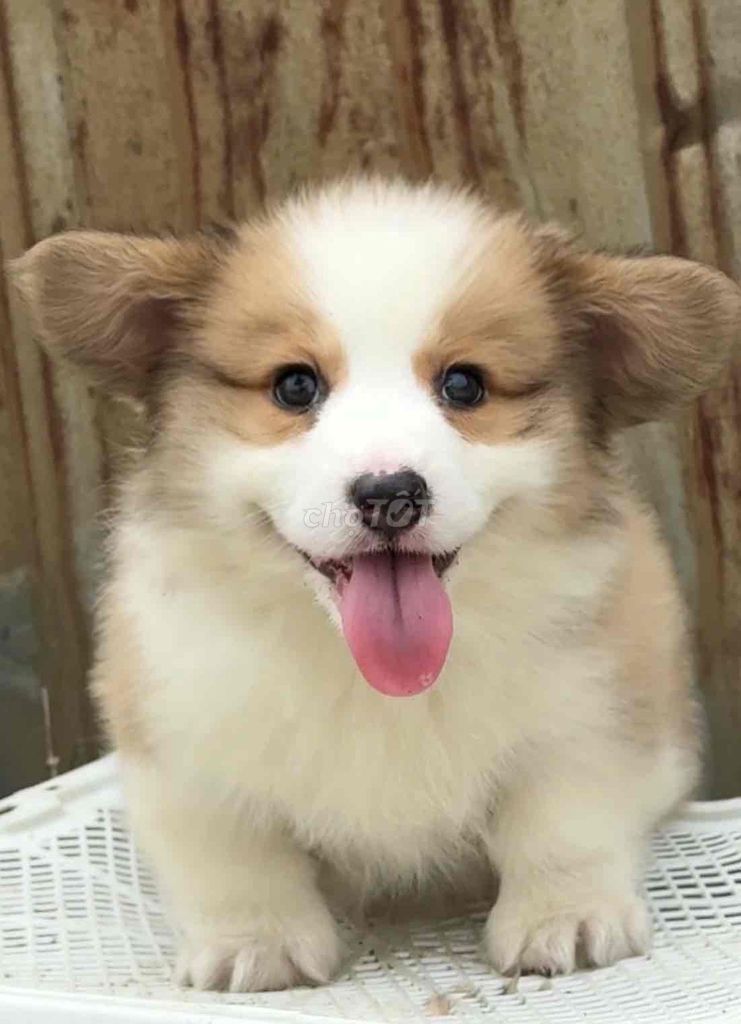 Chó Corgi Trắng vàng. Mua bán Chó tại Huyện Bình Chánh Tp Hồ Chí Minh được đăng bởi mini pet house sài gòn hình 1
