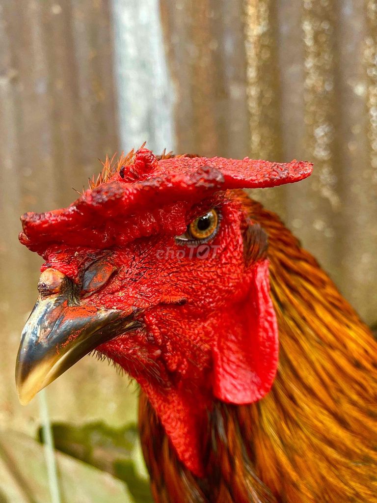 🍀xám điều 3k4 mọc sừng mỏ. Mua bán Gà tại Huyện Kế Sách Sóc Trăng được đăng bởi QUYÊN GÀ TUYỂN SÓC TRĂNG hình 1