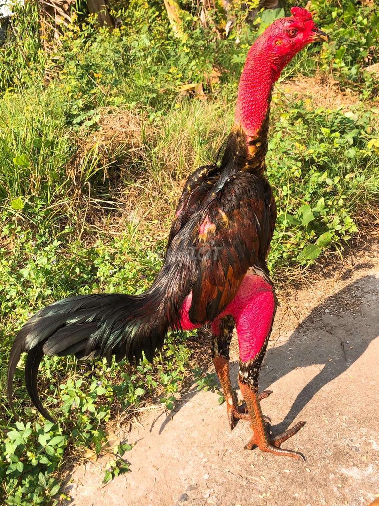 Gà chọi Đen, đỏ Đực. Mua bán Gà tại Thị xã Sông Cầu Phú Yên được đăng bởi Gà Kết hình 1