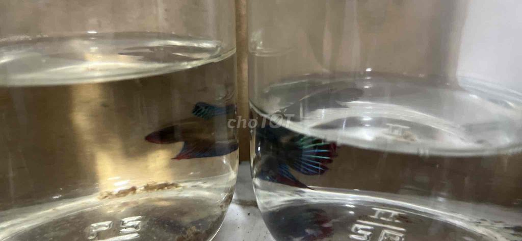 lia thia đồng thiên nhiên