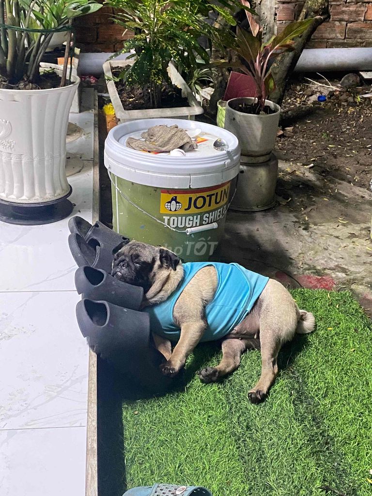 Chó Pug cái màu Nâu vàng. Mua bán Chó tại Huyện Củ Chi Tp Hồ Chí Minh được đăng bởi Tuấn Thanh hình 1