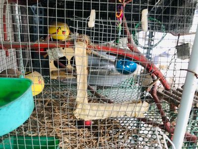 Chuồng nuôi chim nuôi gà có đèn sưởi. Mua bán Phụ kiện, Thức ăn, Dịch vụ tại Quận Bình Tân Tp Hồ Chí Minh được đăng bởi Kiet