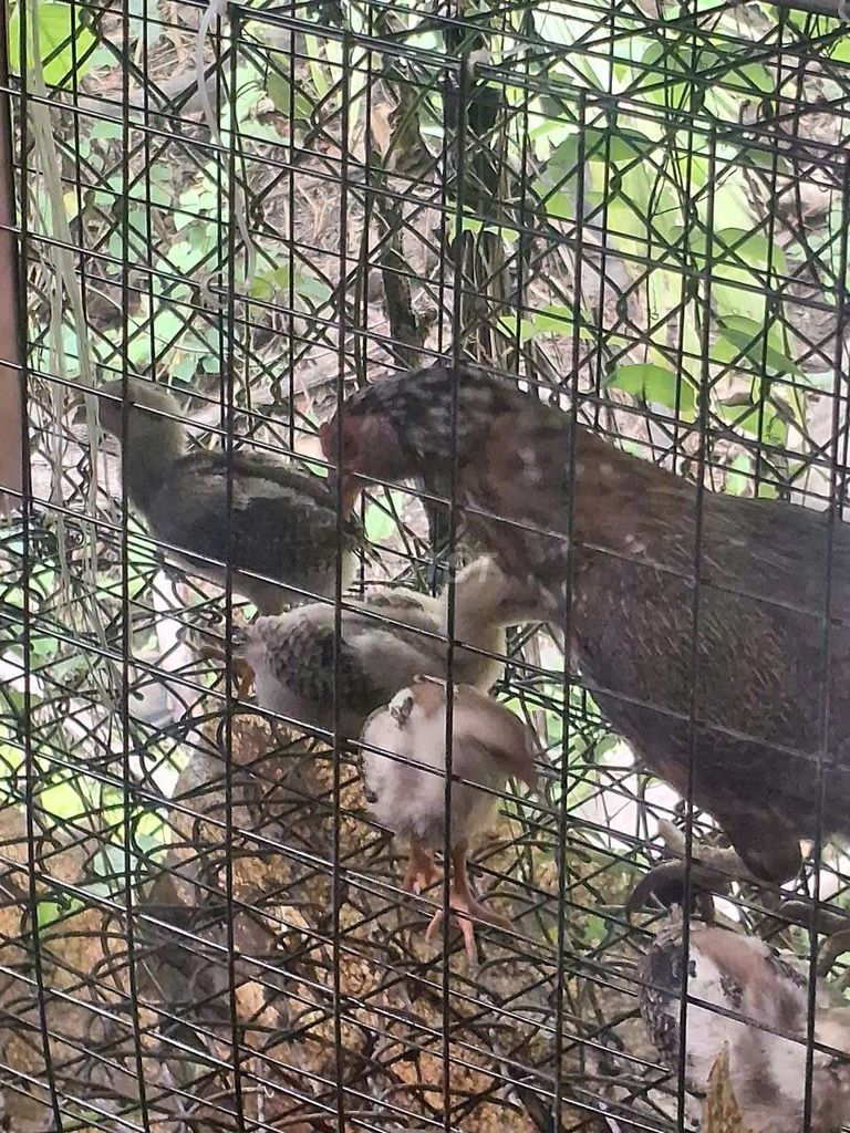 Gà nòi đá giống cái. Mua bán Gà tại Thành phố Mỹ Tho Tiền Giang được đăng bởi Vàng hình 1