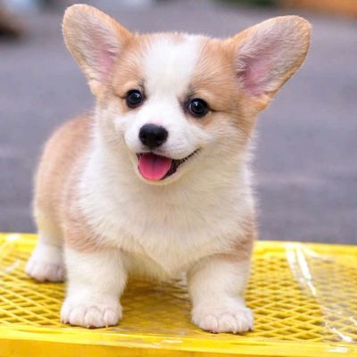 Chó Corgi đủ  đực/cái 2.5 tháng