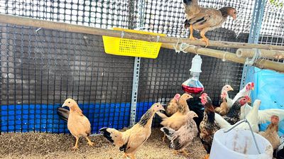 Ga Tra bắc 3 tháng cha me đẹp. Mua bán Gà tại Thành phố Thủ Dầu Một Bình Dương được đăng bởi CậuChủNhỏ