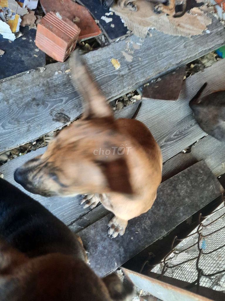 Chó Phú Quốc lưỡi đen. Mua bán Chó tại Huyện Gò Dầu Tây Ninh được đăng bởi Nguyễn Phi Nguyễn hình 5
