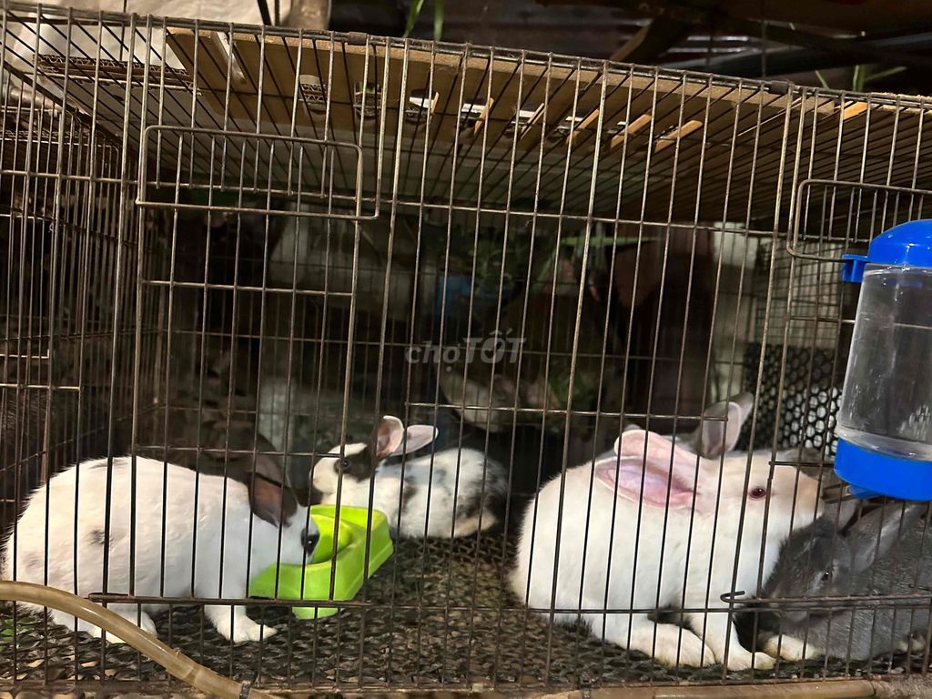 Thỏ con 2 tháng tuổi. Mua bán Thú cưng khác tại Quận Bình Thạnh Tp Hồ Chí Minh được đăng bởi Nông trại thỏ và bọ hình 1