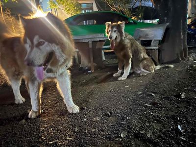 Chó Alaska Nâu trắng Khỏe mạnh