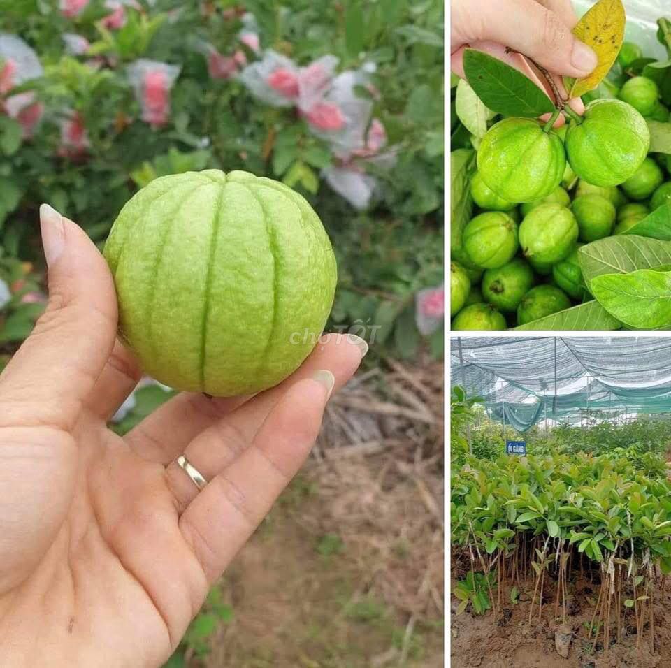 Cây giống Ổi bốn mùa. Mua bán Đồ chuyên dụng, Giống nuôi trồng tại Huyện Gia Lâm Hà Nội được đăng bởi Cây Giống Kinh Tế hình 1