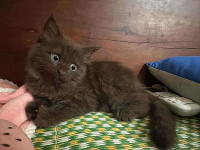 bé mèo anh lông ngắn nâu tabby. Mua bán Mèo tại Quận Thanh Xuân Hà Nội được đăng bởi Phạm Đức Anh 