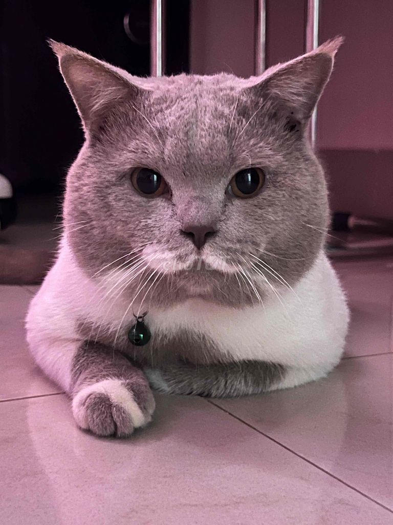 mèo anh lông ngắn bán nhanh ship tận nơi nha ❤️. Mua bán Mèo tại Thành phố Buôn Ma Thuột Đắk Lắk được đăng bởi Mai Vũ Gia Hân hình 1