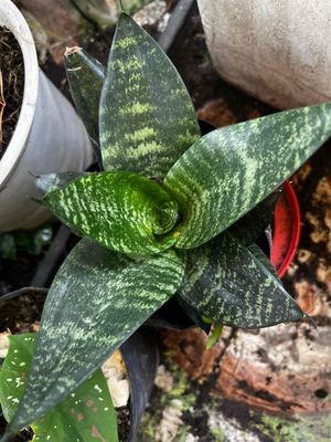 cây lá cách. Mua bán Cây cảnh, đồ trang trí tại Huyện Hóc Môn Tp Hồ Chí Minh được đăng bởi Út Trân