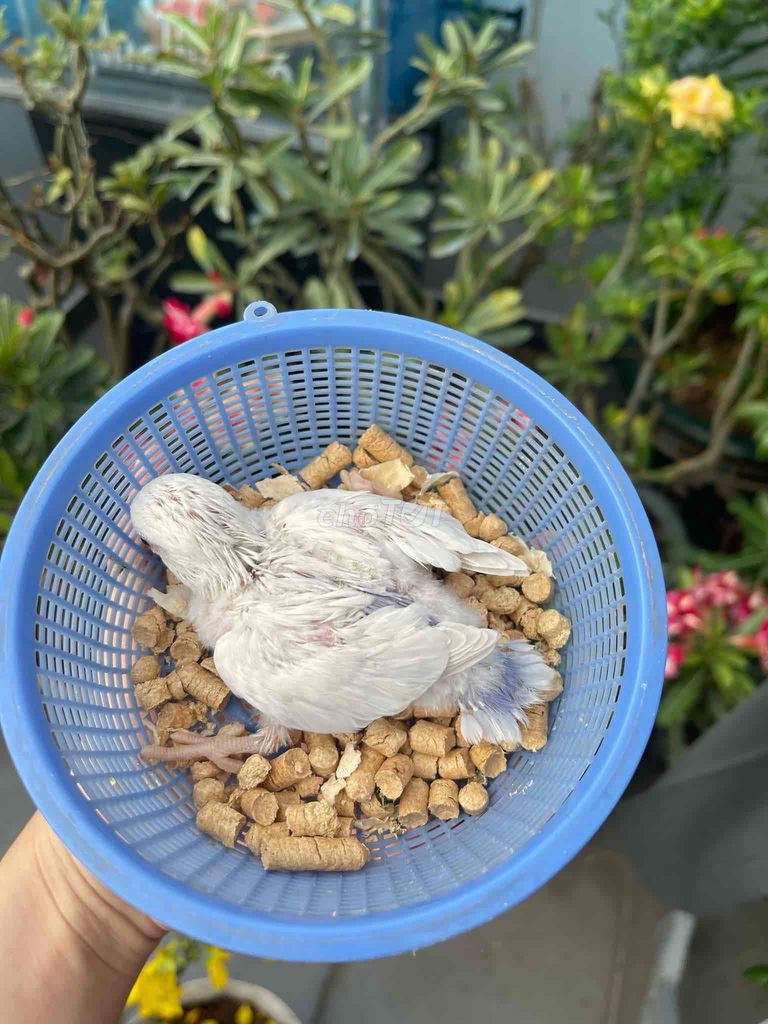 chim lovebird trắng ánh tím đẹp