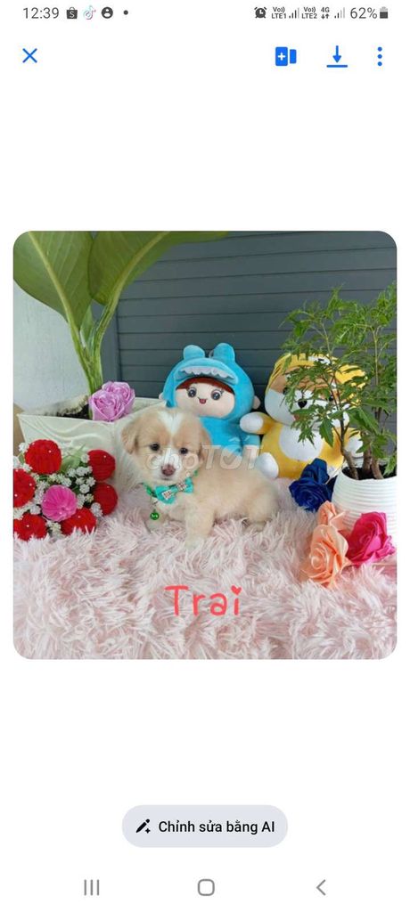 Chó Nhật đực vàng trắng. Mua bán Chó tại Huyện Châu Thành Đồng Tháp được đăng bởi Hien Nguyen hình 1