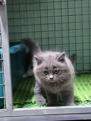 Cái. Xx.phom to. lông dày.2  tháng tuổi.. Mua bán Mèo tại Quận 12 Tp Hồ Chí Minh được đăng bởi mèo 